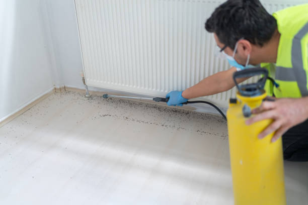 Best Termite Control Services  in Fern Park, FL